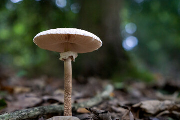 Tall wild mushroom close-up with blurred forest background