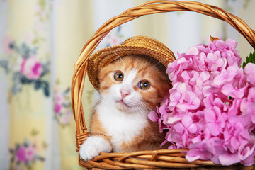 Cute ginger kitten wearing a straw hat sitting in a basket with hydrangeas
