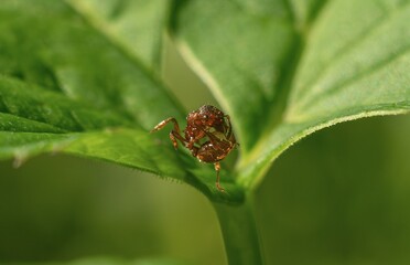 Red-haired myrmica.
A species of small red ants of the genus Myrmica. The ant does yoga.