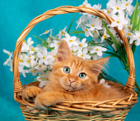 Cute red little kitten sitting in a basket with flowers on a blue background