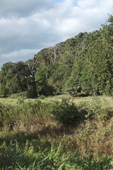 Fototapeta premium wild meadow flowers and tree on morning sunlight background. Autumn field and leaves