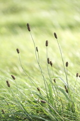 wild meadow flowers and tree on morning sunlight background. Autumn field and leaves