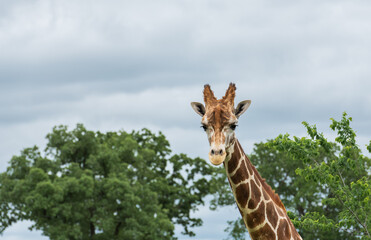 A Portrait of a Giraffe's head above the tree canopy looking at the camera