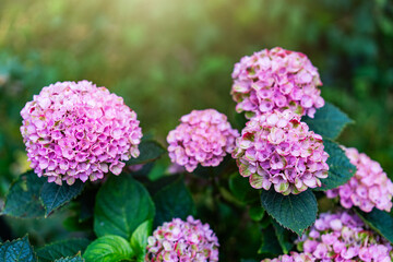 Large-leaved hydrangea.A plant of the genus hydrangea, family Hydrangiaceae.Small pink flowers on a bush.
