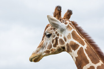 Close-Up Portrait of a Giraffe Head