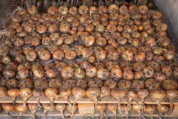 Harvesting fresh golden onions on wooden rack for storage