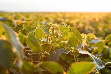 Green soybean plants growing in a sunlit field