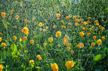 Trollius watering in the garden