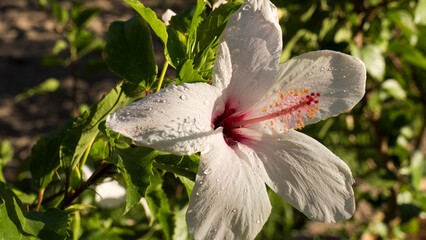 Flowers of Rhodes