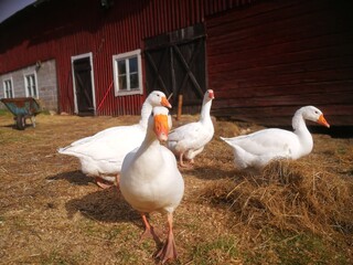 A white goose walking around a park near a road