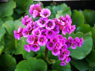Pink heart-shaped bergenia flowers blooming in spring