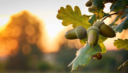 Acorns On An Oak Tree On A Summer S Evening