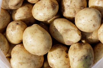 Freshly harvested potatoes gathered from a sunny farm field in autumn