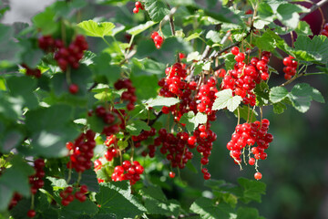 Bright red currants hanging from lush green branches under warm sunlight