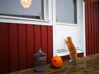 traditional ghost to house with pumpkin dekoration