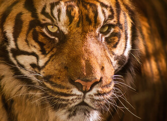 Gros plan sur le regard du tigre de sumatra