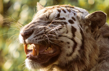 Grimace de tigre du bengale