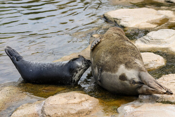 La têtée du phoque veau marin