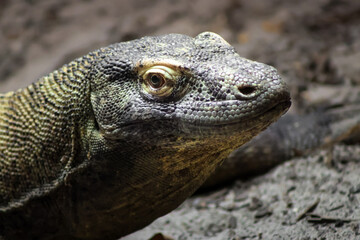 Gros plan sur le varan de komodo