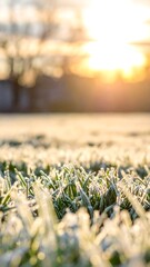 Frosty grass field at sunrise (1)