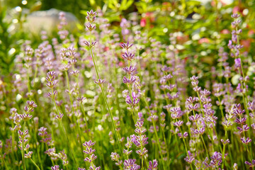 Beautiful summer purple lavender flowers in blossom. Close up of wildflowers blurred landscape. Nature scenes.