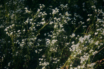 Amazing wildlife, sunny day, small daisy flowers