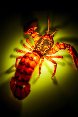 Phosphorescent Lobster in Glowing Bay