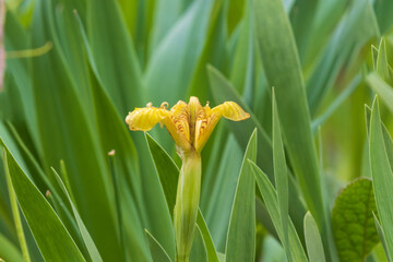 Yellow iris flower in green leaves background