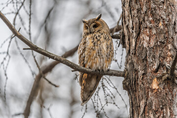 Long-eared owl (Asio otus), looking forward with wide opened eyes