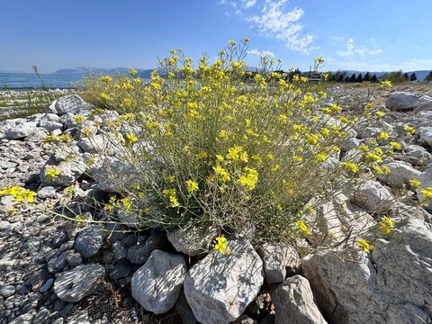 Wild rocket (Diplotaxis tenuifolia) with bright yellow flowers growing among rocks on the shore of Lake Eğirdir, Turkey. Hardy perennial plant thriving in stony, Mediterranean habitat.