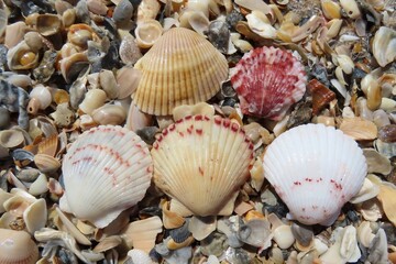 Beautiful colorful seashells on the beach in Atlantic coast of North Florida, closeup