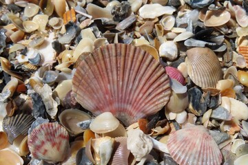 Beautiful colorful seashells on the beach in Atlantic coast of North Florida, closeup