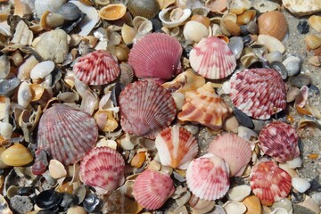 Beautiful colorful seashells on the beach in Atlantic coast of North Florida, closeup
