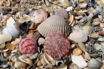 Beautiful colorful seashells on the beach in Atlantic coast of North Florida, closeup