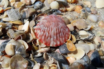 Beautiful colorful seashells on the beach in Atlantic coast of North Florida, closeup