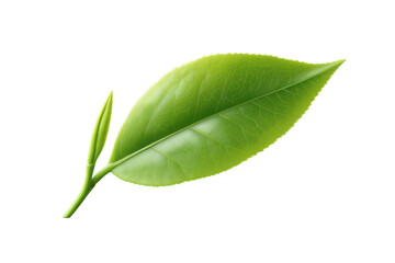 Obraz premium Single green leaf with stem on black background highlighting veins and texture, cut out