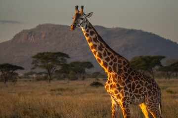 Giraffe portrait in the typical africa savanna background 