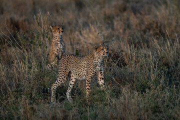 Cheetah colorful close up in African savannah at sunset in the patent hunting game
