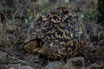 Leopard tortoise hiding in the beautiful carapace in the bush of Serengeti national park of Tanzania