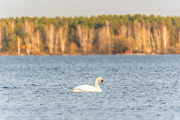 Graceful white Swan swimming in the lake, swans in the wild. Portrait of a white swan swimming on a lake.