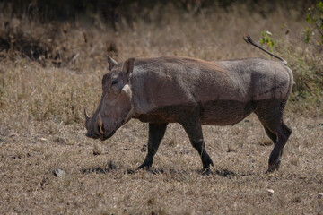 Common warthog portrait covered in mud grazing in African bush