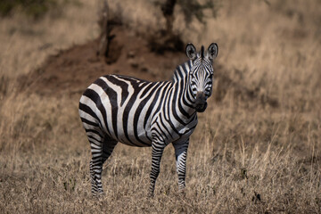 Plains zebra (Equus quagga, Equus burchellii) in Tanzania, looking at the camera. It is the most common and geographically widespread species of zebra