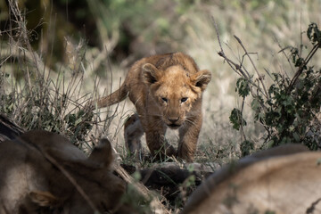 Lion club walking in the bush