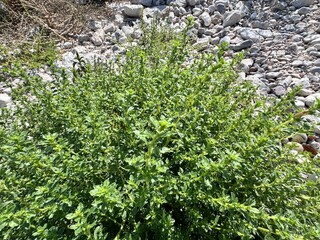 Amaranthus albus (America amaranth) fresh leafy plant. Common names include common thorny grass, prickly pigweed, thorny grass, smooth pigweed, pigweed or white amaranth and white pigweed.
