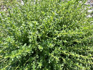 Amaranthus albus (America amaranth) fresh leafy plant. Common names include common thorny grass, prickly pigweed, thorny grass, smooth pigweed, pigweed or white amaranth and white pigweed.
