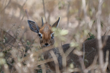 Cute close-up of a Kirk's dik-dik hiding among the bushes of the savannah in Serengeti national park in Tanzania with a single horn