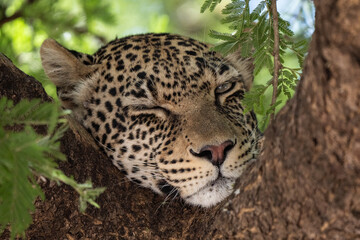 Leopard intense portrait hidden on a tree in African national park with typical rosette fur after sleep © Riccardo Rolfini