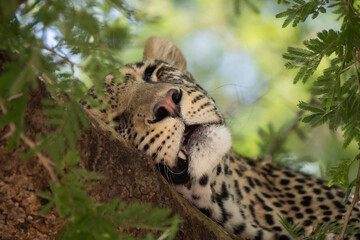 Cute sleeping leopard portrait hidden on a tree in African national park with typical rosette fur © Riccardo Rolfini