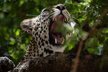 Yawning leopard close up hidden on a tree in African national park with typical rosette fur © Riccardo Rolfini