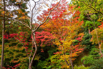 Gardens of Ginkaku-ji (Silver pavilion) temple in autumn, Kyoto, Japan